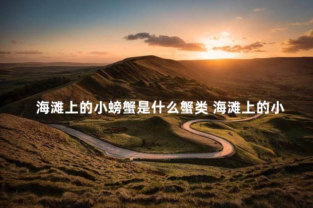 海滩上的小螃蟹是什么蟹类 海滩上的小螃蟹能长大吗
